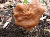 Gyromitra brunnea image