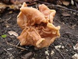 Gyromitra brunnea image