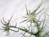 Usnea endochrysea image