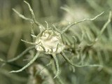 Usnea endochrysea image