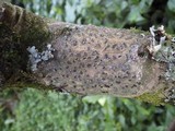 Glyphis cicatricosa image