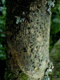 Glyphis cicatricosa image