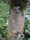 Glyphis cicatricosa image