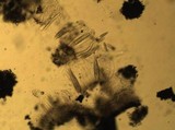 Glyphis cicatricosa image