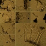 Glyphis cicatricosa image