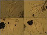 Glyphis cicatricosa image