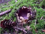 Sarcosphaera coronaria image