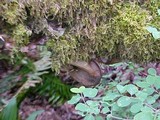 Polyporus leptocephalus image