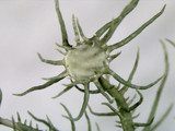 Usnea endochrysea image