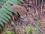 Morchella americana image