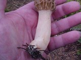 Morchella americana image