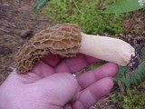 Morchella americana image