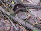 Helvella solitaria image