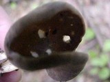 Helvella solitaria image
