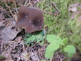 Helvella solitaria image