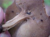 Helvella solitaria image