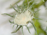 Usnea endochrysea image