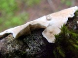 Byssomerulius corium image