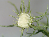 Usnea endochrysea image
