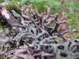 Hypogymnia imshaugii image