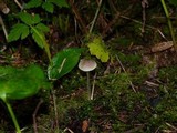 Mycena subcaerulea image