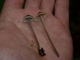Mycena subcaerulea image