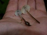 Mycena subcaerulea image