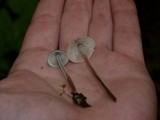 Mycena subcaerulea image