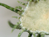 Usnea endochrysea image