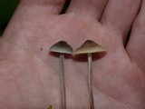 Mycena subcaerulea image