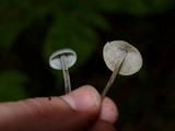 Mycena subcaerulea image