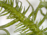 Usnea endochrysea image