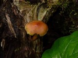 Hypholoma capnoides image
