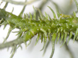 Usnea endochrysea image