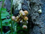 Hypholoma capnoides image