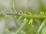 Usnea endochrysea image