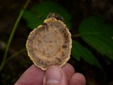 Phlebia radiata image