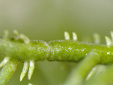 Usnea endochrysea image