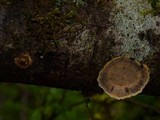 Phlebia radiata image