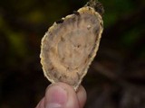 Phlebia radiata image