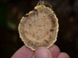 Phlebia radiata image