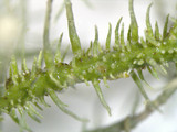 Usnea endochrysea image