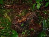 Bjerkandera adusta image