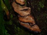 Bjerkandera adusta image