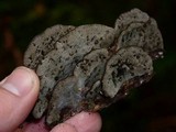 Bjerkandera adusta image