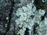 Lobaria amplissima image