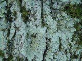 Lobaria amplissima image