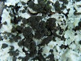 Lobaria amplissima image