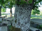Lobaria amplissima image