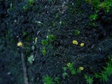 Lachnum pygmaeum image